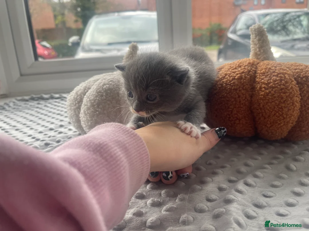 Mixed Breed cats for sale: All reserved  - Advert 7