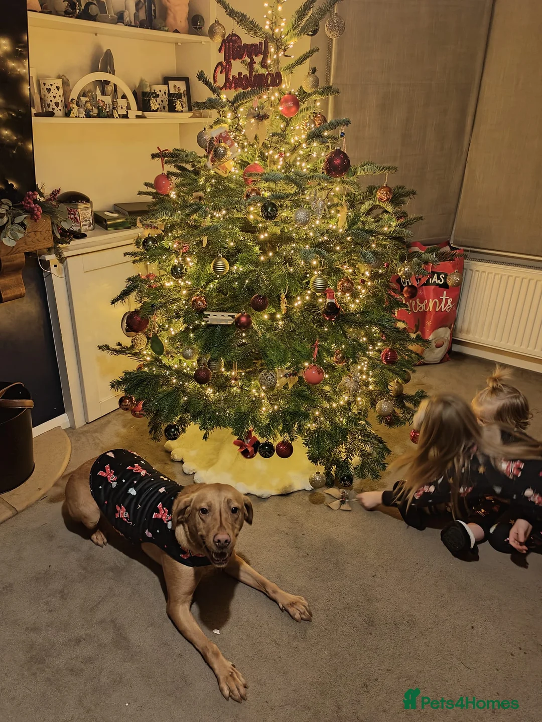 Labrador Retriever dogs for sale: Female fox red labrador for sale - Advert 4