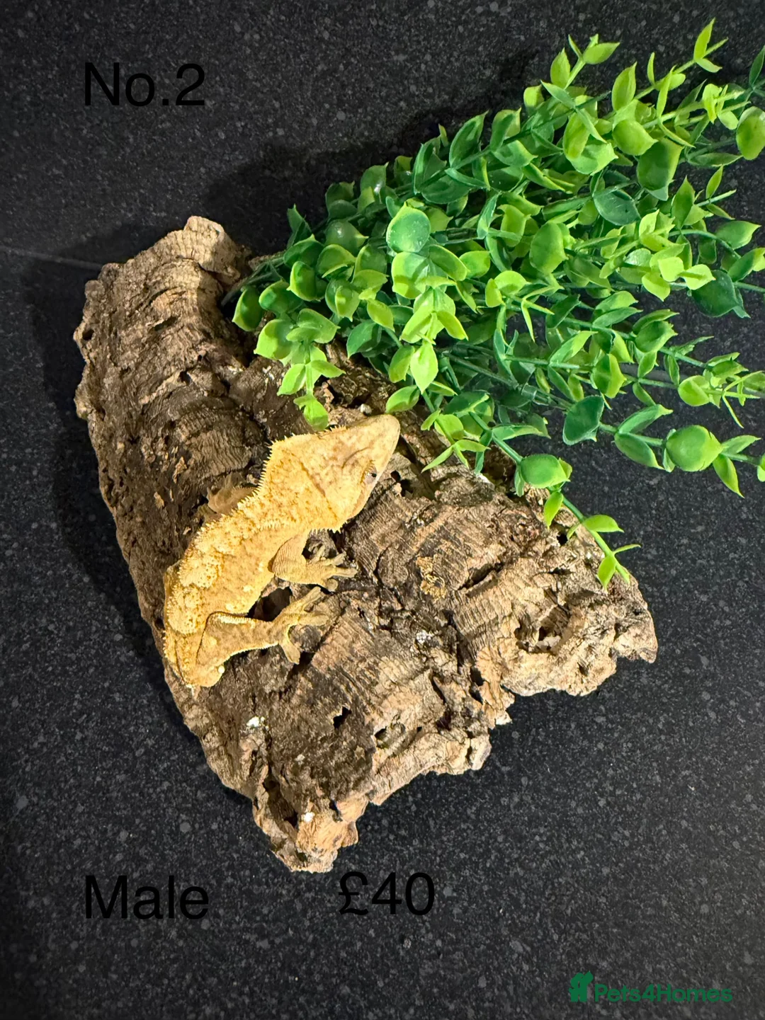 Gecko reptiles for sale: crested geckos  in Dunfermline - Advert 2