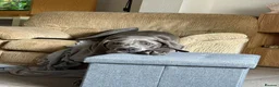 Great Dane dogs for sale: 7 month old great dane puppy  in Woodbridge - Advert 3