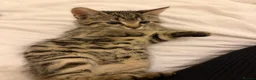Mixed Breed cats for sale: Kittens  - Advert 11