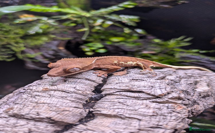 Gecko reptiles Red Phantom Lilly White (Baby) - Advert 1