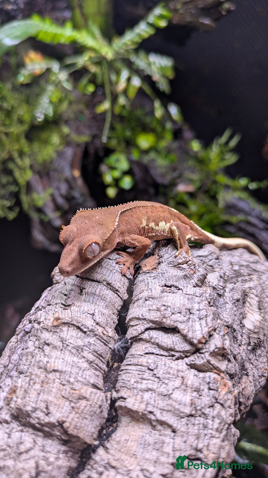 Gecko reptiles for sale: Red Phantom Lilly White (Baby) - Advert 2
