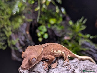 Gecko reptiles Red Phantom Lilly White (Baby) - Advert 1