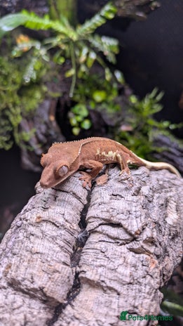 Gecko reptiles Red Phantom Lilly White (Baby) - Advert 1