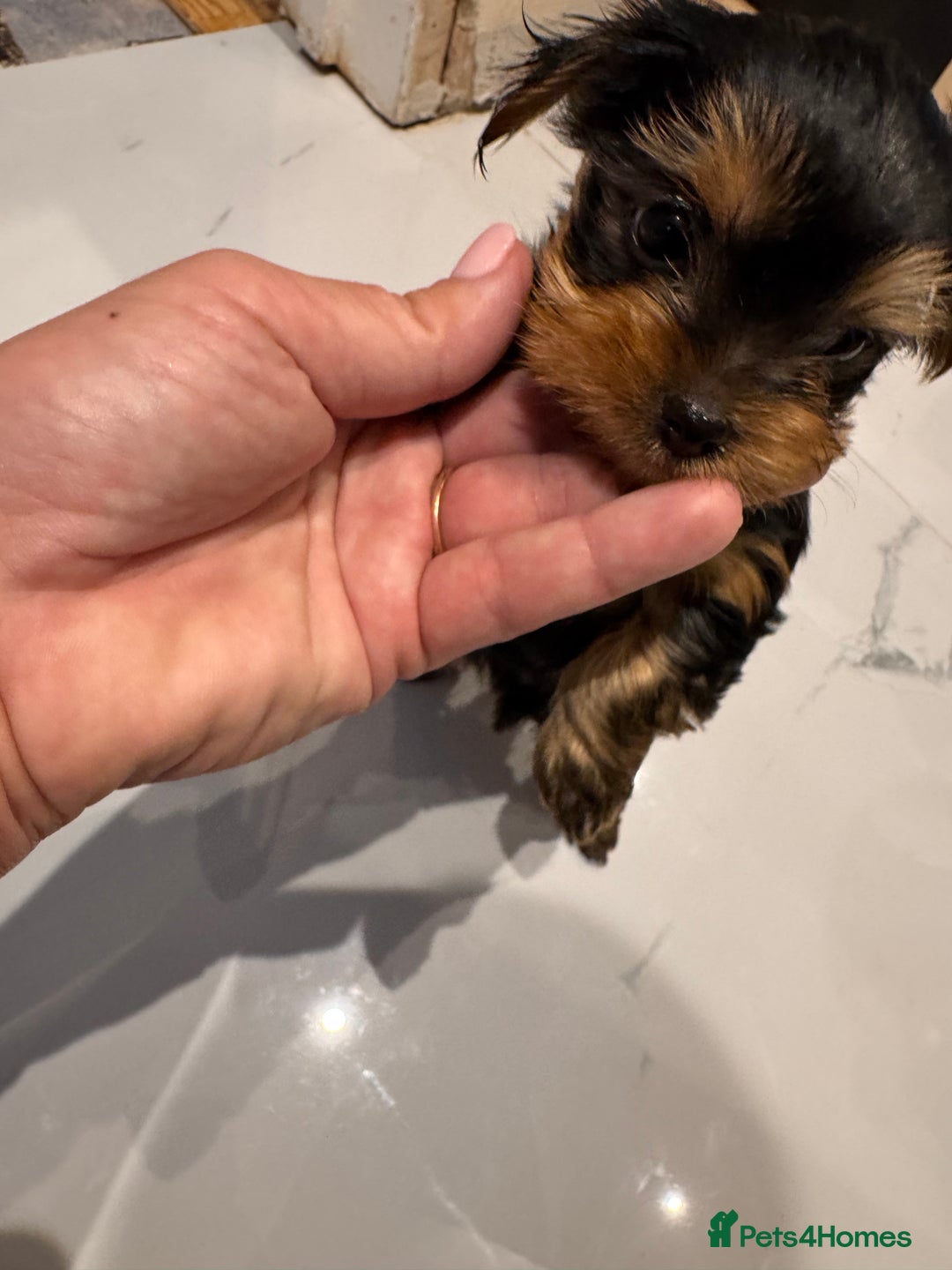 Yorkshire Terrier dogs for sale: Yorkshire terrier girl - Image 4