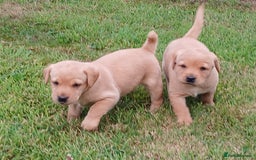 Labrador Retriever dogs for sale: Red Labrador Puppies for sale - Image 2