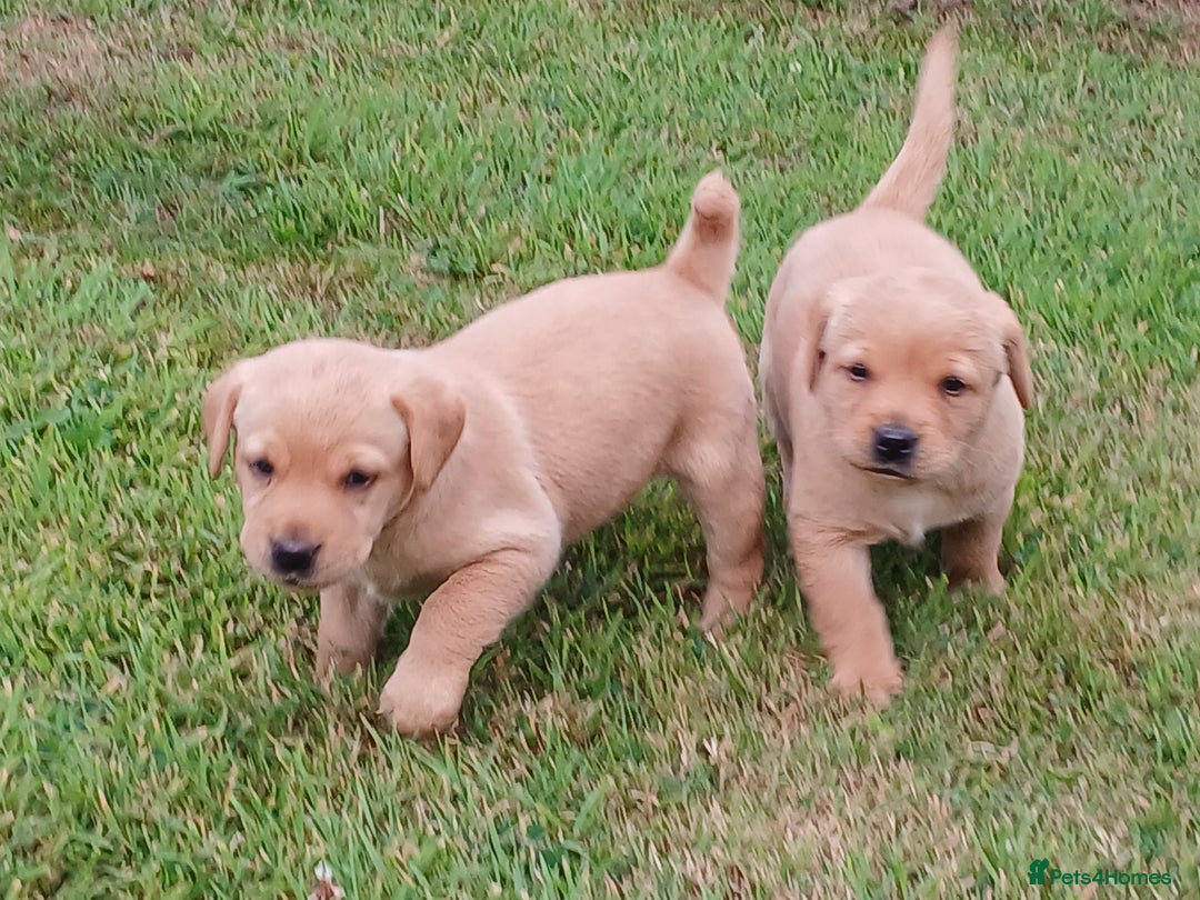 Labrador Retriever dogs for sale: Red Labrador Puppies for sale - Image 2