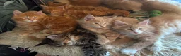 Maine Coon cats for sale: TICA registered polydactyl Maine Coon kittens 😻 - Advert 1