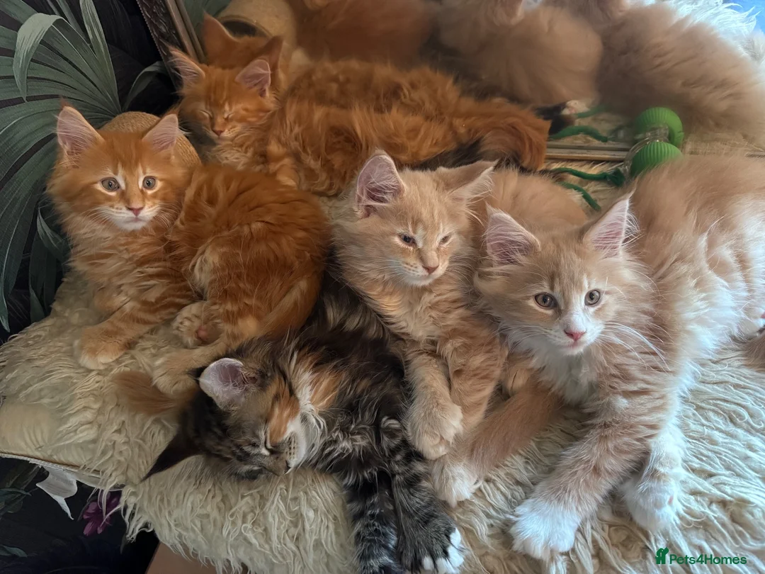 Maine Coon cats for sale: TICA registered polydactyl Maine Coon kittens 😻 - Advert 1