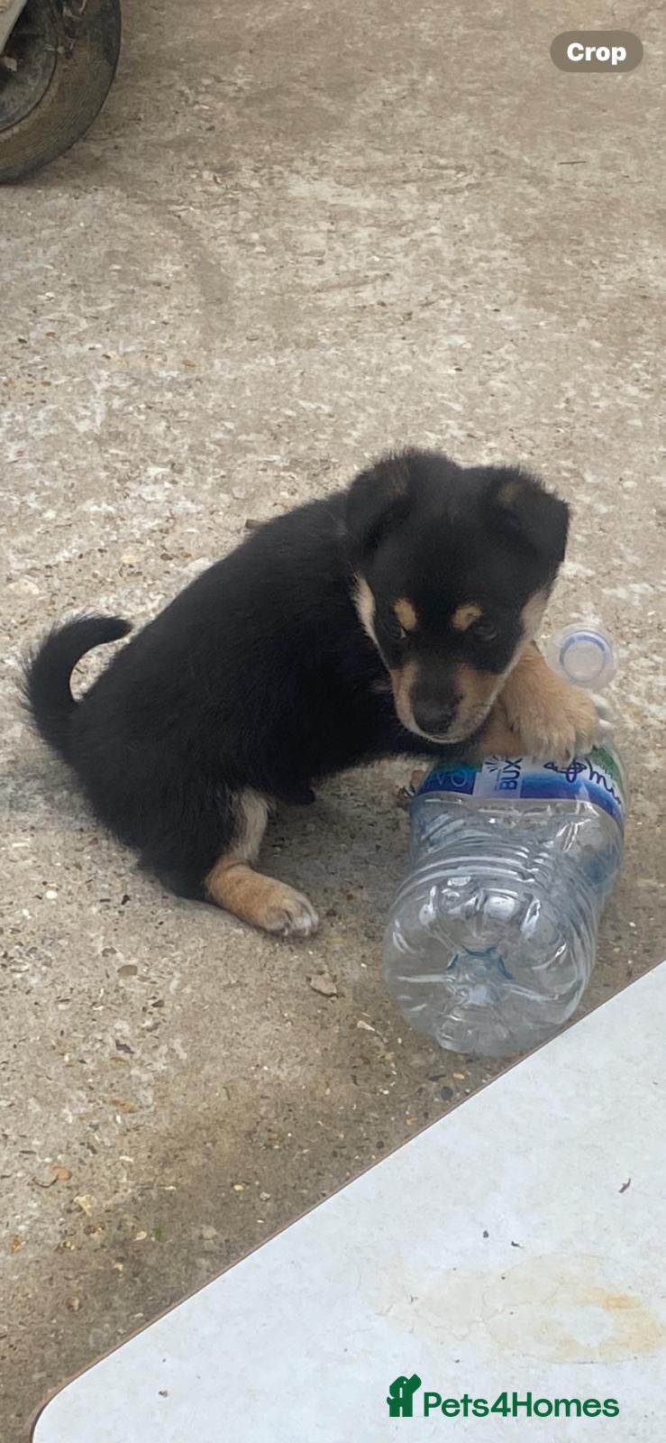 Mixed Breed dogs for sale: Two beautiful male puppy’s look for a forever home in High Wycombe - Advert 1