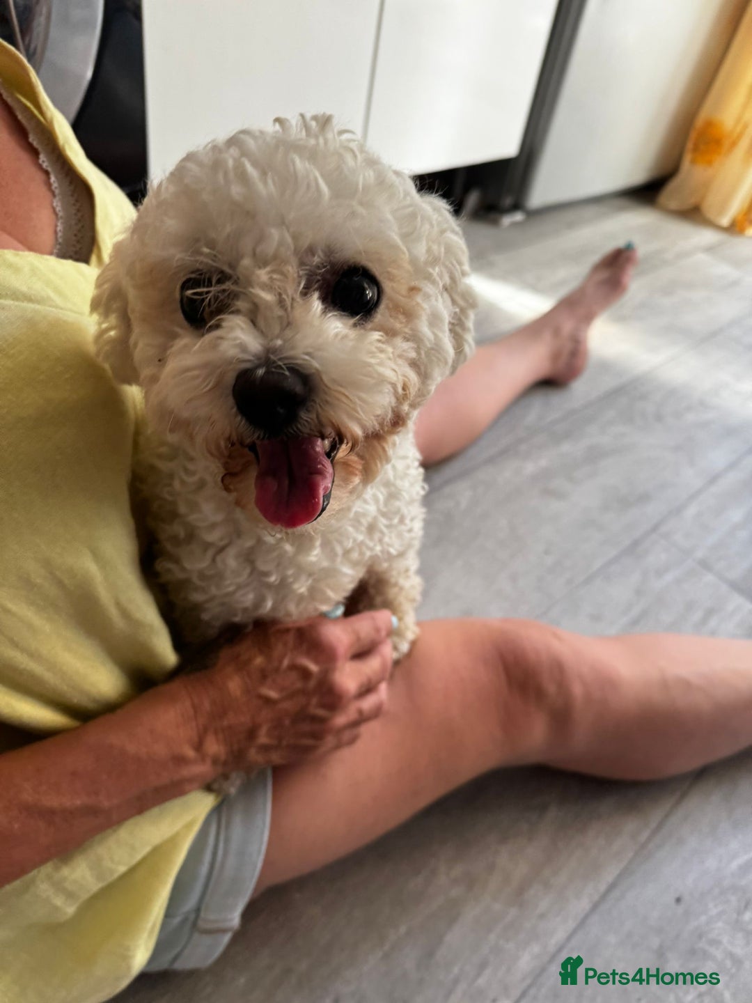 Poochon dogs for sale: Poochon Puppies - Image 8