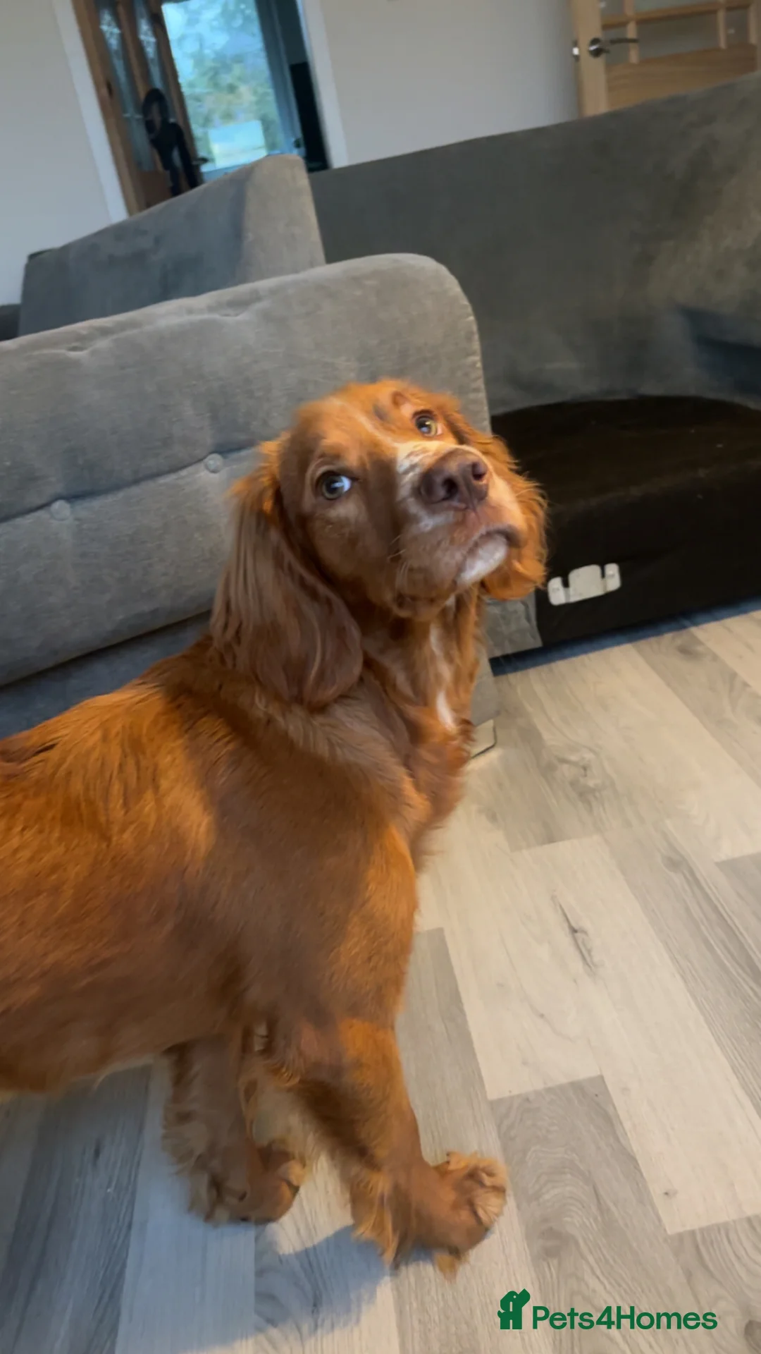 Cocker Spaniel dogs for sale: Male cocker spaniel for sale  in Leven - Advert 6