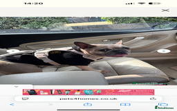 French Bulldog dogs for sale: French bulldog - Image 1