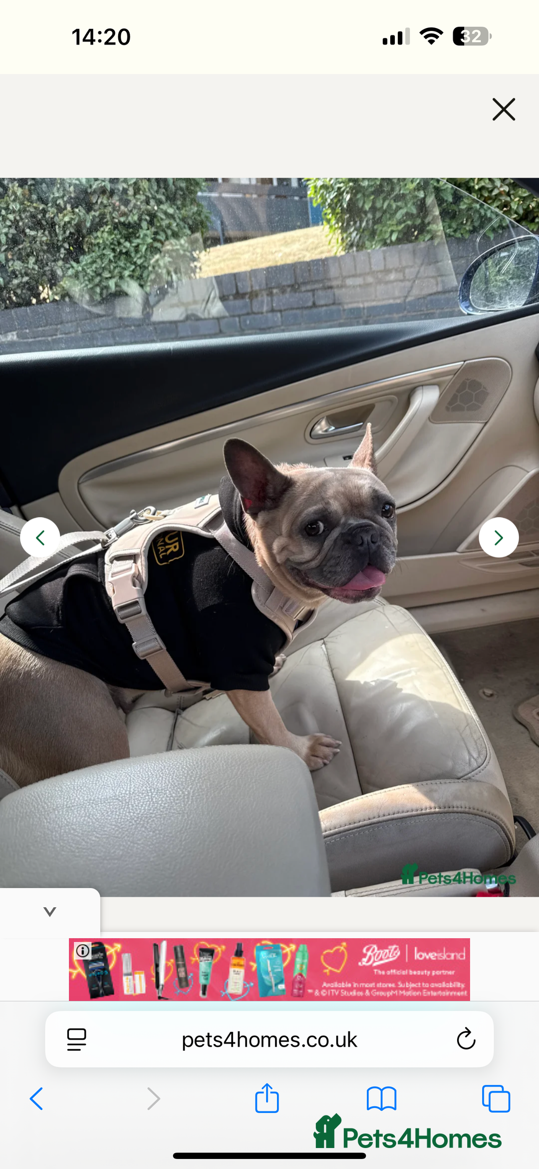 French Bulldog dogs for sale: French bulldog - Image 1