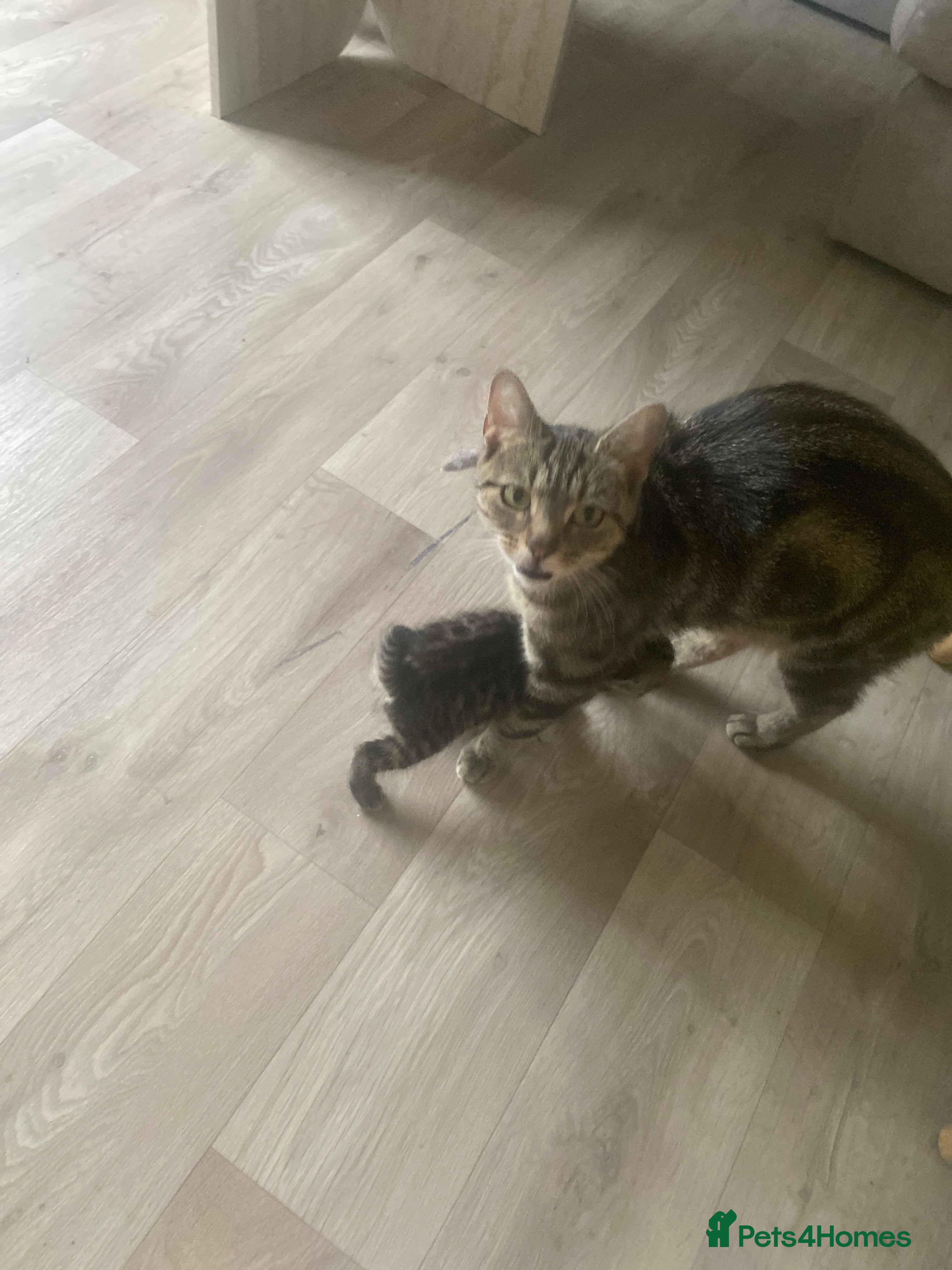 Mixed Breed cats Tabby kittens  - Advert 1