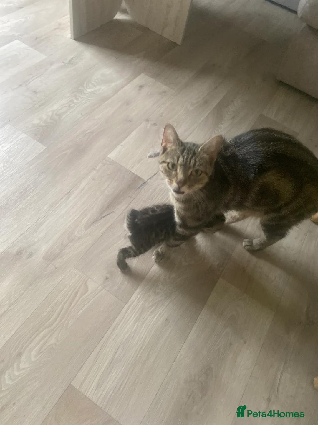 Mixed Breed cats for sale: Tabby kittens  in Bexleyheath - Advert 1