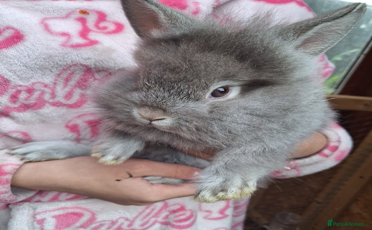 Mixed Breed rabbits - Advert 16