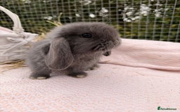 Mini Lop rabbits for sale: Pure mini lops, otters, grey, blue - Image 15