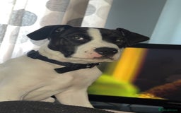 Staffordshire Bull Terrier dogs for sale: Pup for sale  - Image 2