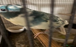 Parakeets birds for sale: Kakariki  - Advert 4