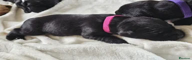 Labrador Retriever 2