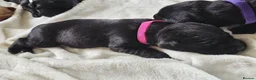 Labrador Retriever dogs for sale: Pedigree Labrador Puppies ready 10th September  - Advert 23