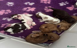 Cocker Spaniel dogs for sale: KC reg Cocker Spaniel Puppies, council licensed  - Image 1