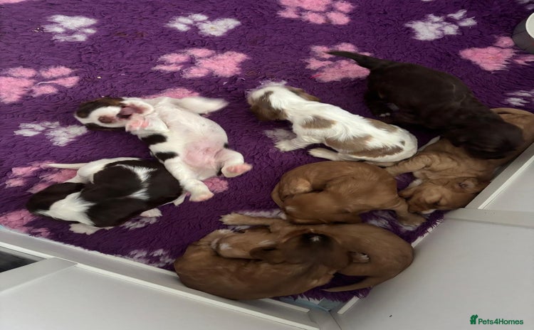 Cocker Spaniel dogs for sale - Advert 1