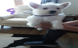 West Highland Terrier dogs for sale: West Highland puppies ready now - Image 5