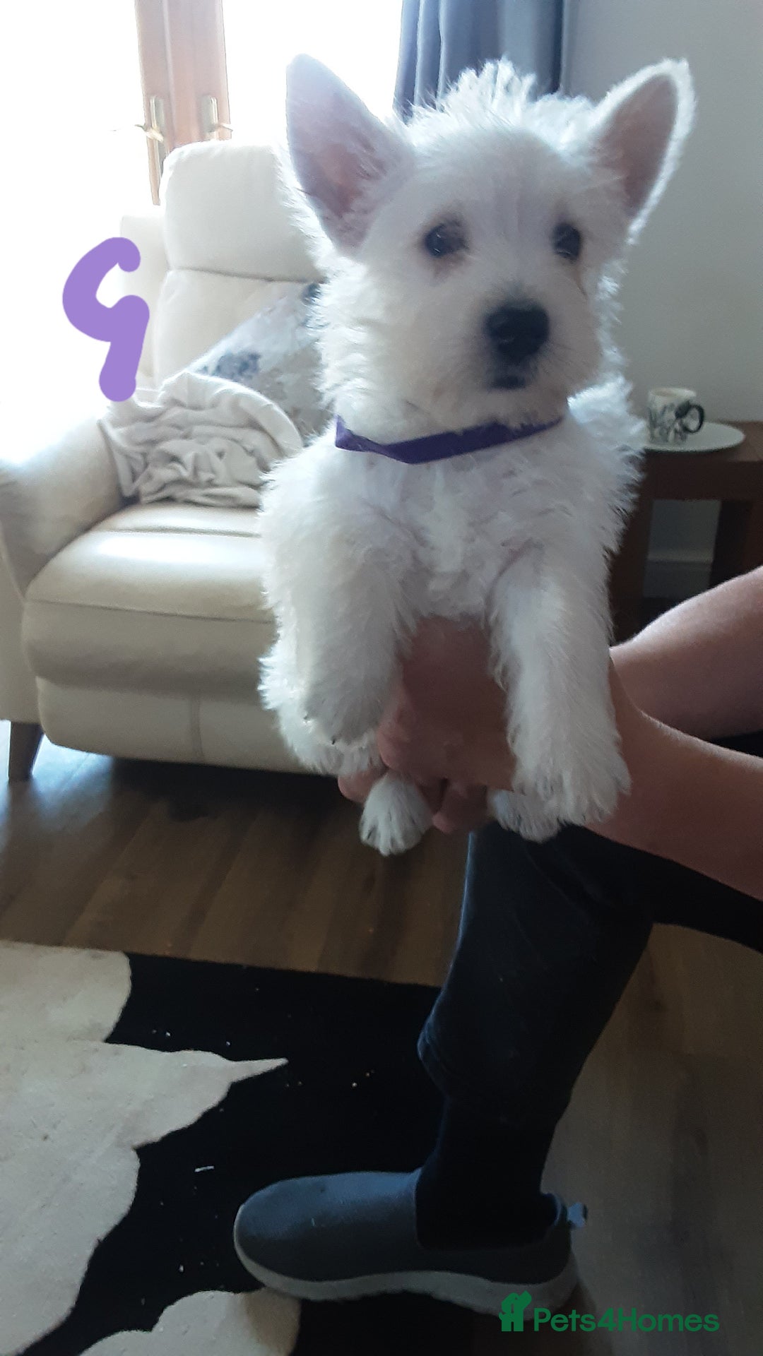 West Highland Terrier dogs for sale: West Highland puppies ready now - Image 5