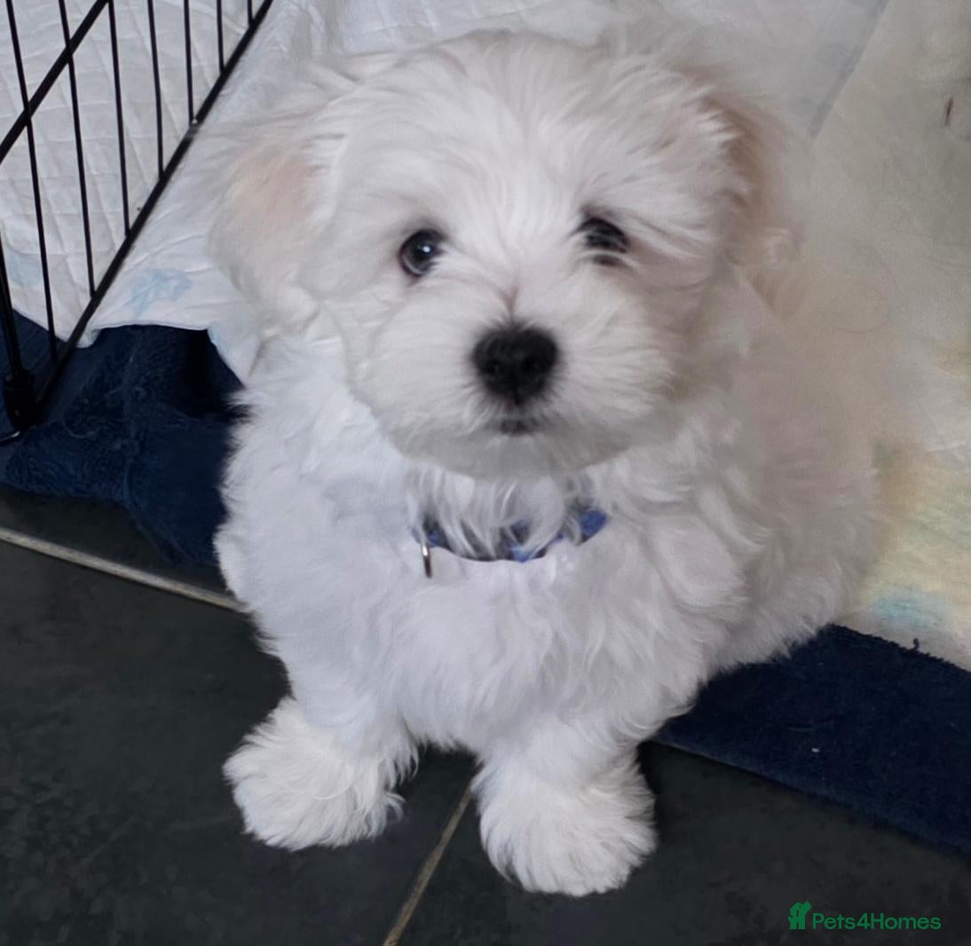 Maltese dogs Fabulously gorgeous maltese - Advert 6