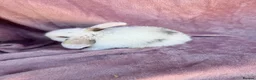 Mini Lop rabbits for sale: Pure Mini lops - Advert 3