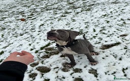 Cane Corso dogs for sale: CANE CORSO CLIO - ******  - Image 8