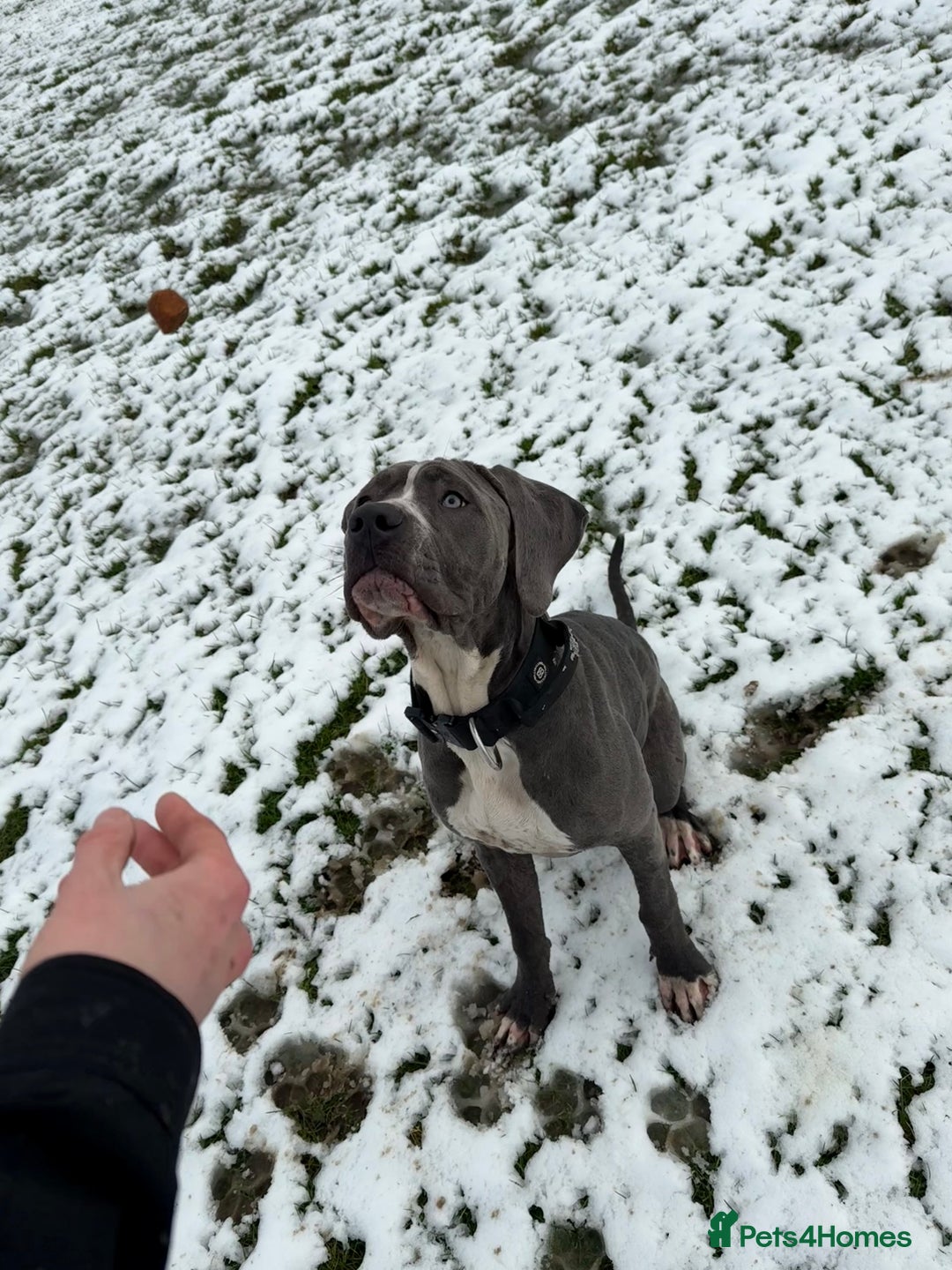 Cane Corso dogs for sale: CANE CORSO CLIO - ******  - Image 8