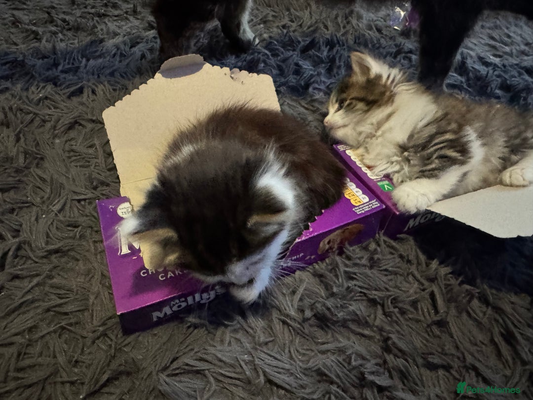 Mixed Breed cats for sale: Part Maine coon kittens - Advert 6