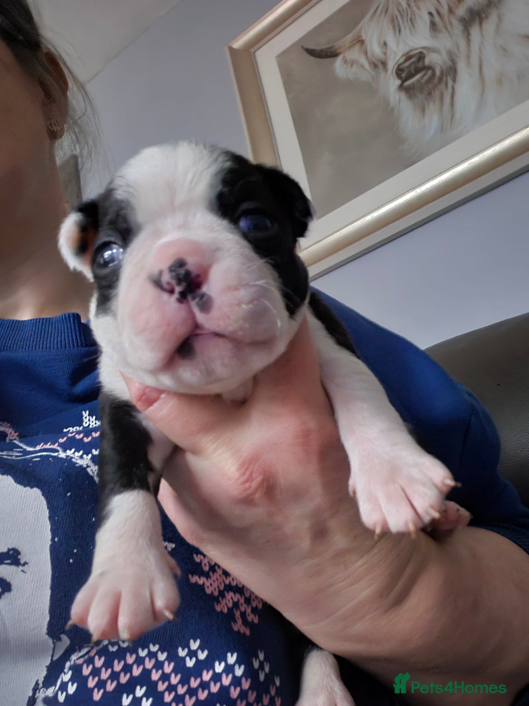 Boston Terrier dogs for sale: Gorgeous chunky Boston terrier pups - Advert 29