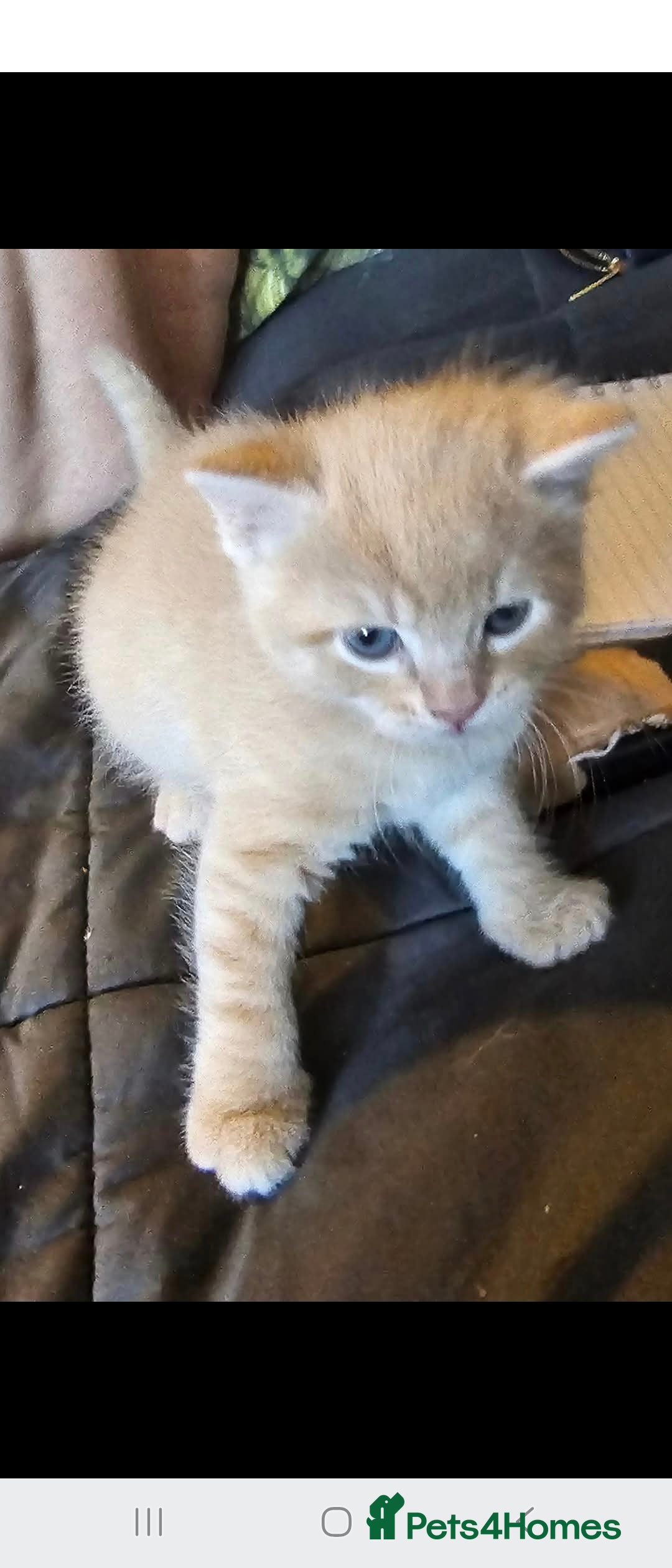 Mixed Breed cats for sale: Very Fluffy  - Image 2