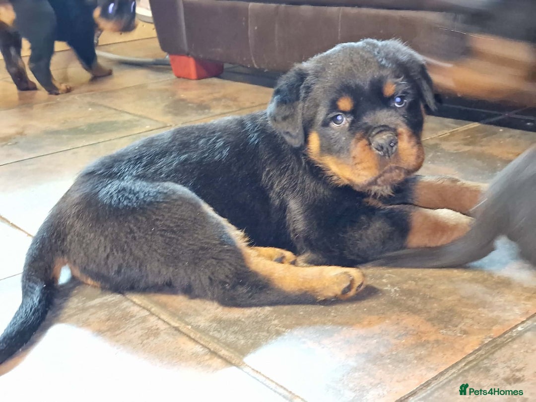 Rottweiler dogs for sale: Rottweiler pups - Advert 6
