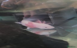 Axolotl reptiles for sale: 2 Axolotl  - Image 8
