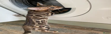 Bengal Kitten 1