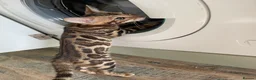 Bengal cats for sale: Bengal kitten GCCF registred  - Advert 6
