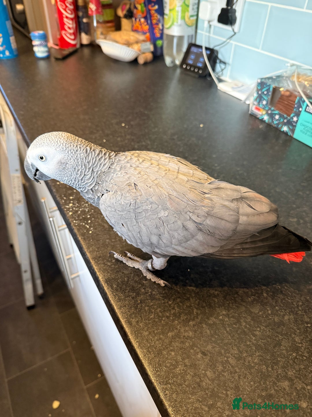 Parrots birds for sale: Very chatty African Grey parrot  - Advert 7