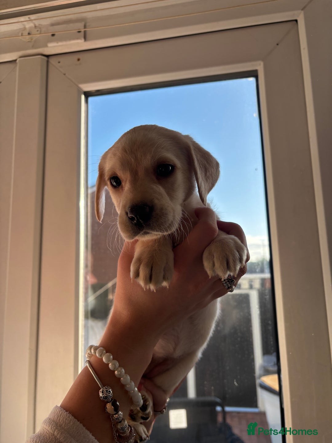 Labrador Retriever dogs for sale: Adorable Labradors ready for there forever  home  - Image 4