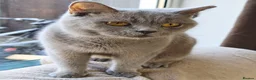 British Shorthair cats for sale: British Shorthair Kittens Imported Parents  in Peterborough - Advert 15