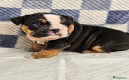 English Bulldog dogs for sale: Kc british bulldog pups💙❤️ - Image 7