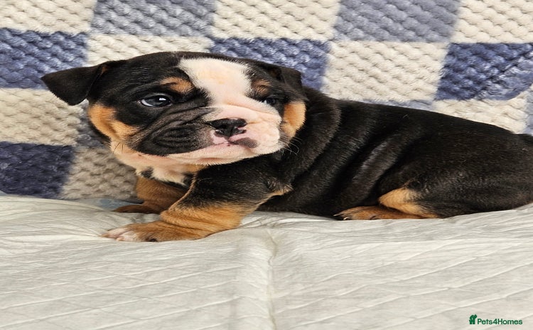 English Bulldog dogs - Advert 1