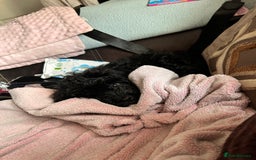 Mixed Breed dogs for sale: Malshipoo - Image 8