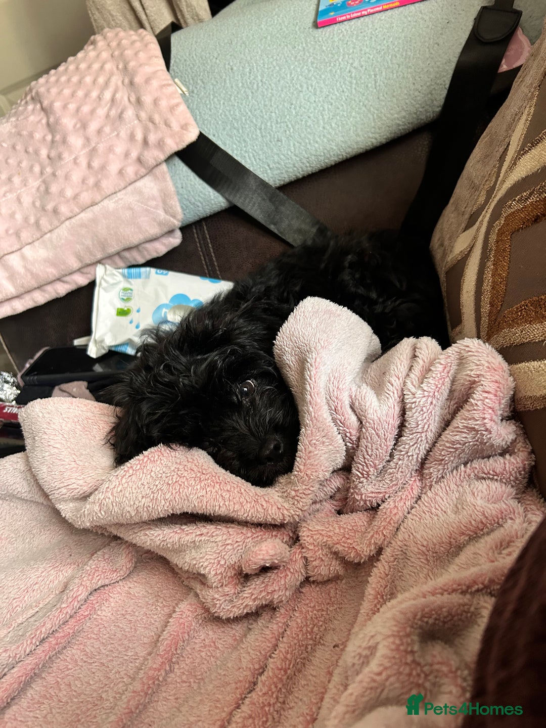 Mixed Breed dogs for sale: Malshipoo - Image 8