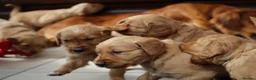 Golden Retriever dogs for sale: KC Registered Working Golden Retriever Puppies - Advert 17